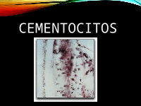 Cemento (funcion y consideraciones clinicas)